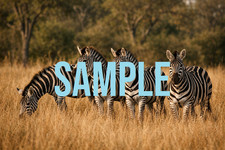 Digital Download Art Photo Image Wallpaper Background Desktop Printable Zebras