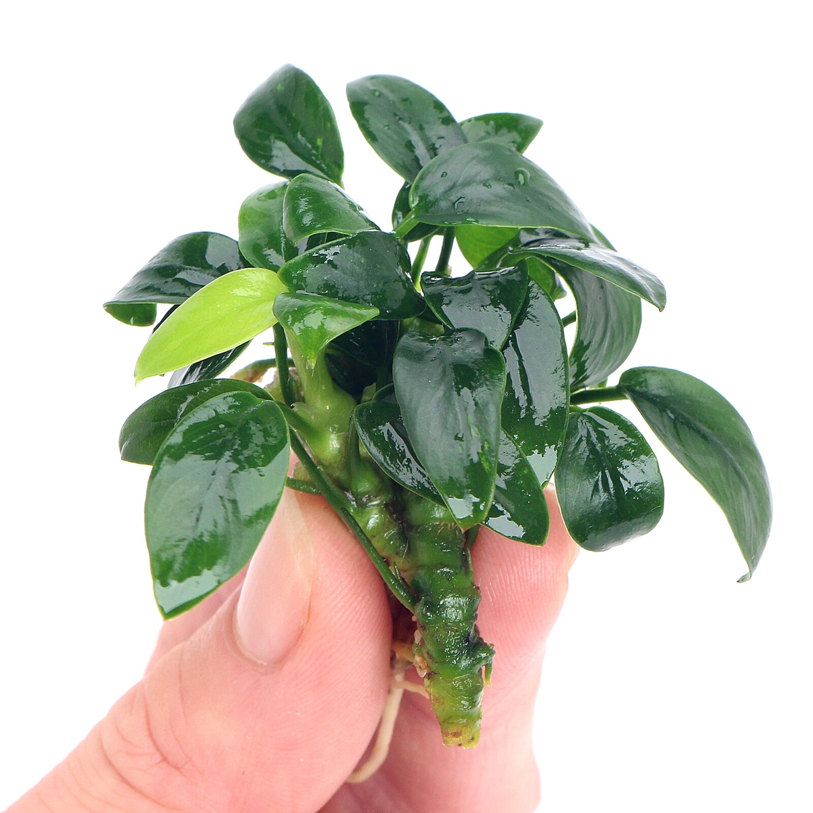 Anubias Bonsai Live Aquarium Plants Tropical Aquascaping Tank K2AQUA