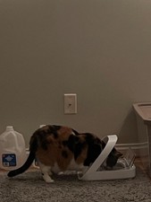 SureFeed Microchip Pet Feeder - Stress-Free Feeding for Multi-Pet Households