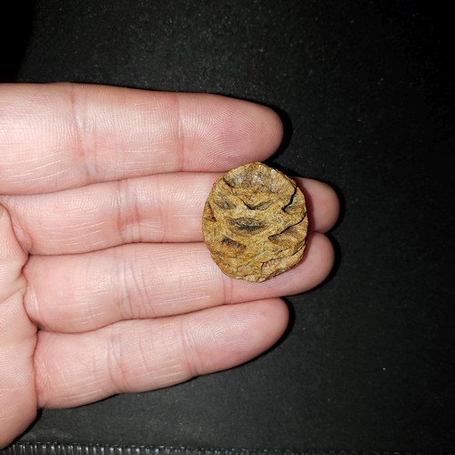 Meta Sequoia Pine Cone Fossil - Hell Creek Formation Cretaceous  - GREAT QUALITY