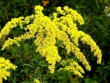 Golden Rod – Solidago – Very Large Plant – Full 9cm Pot – Strong Perennial £7.99