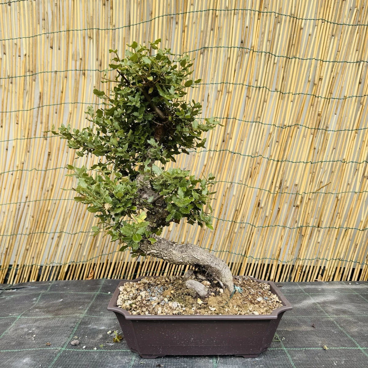maulbeerbaum bonsai Bonsai-Maulbeerbaum – Bonsai winkel main image 1
