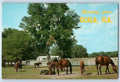 #ad #ad c1960 Florida FL Vintage Postcard Greetings From Ocala Breeding Training Farms $4.98