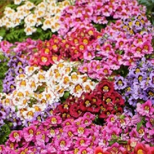 Butterfly Flower ANGEL WINGS Schizanthus Mix Poor Man's Orchid NonGMO 1500 Seeds