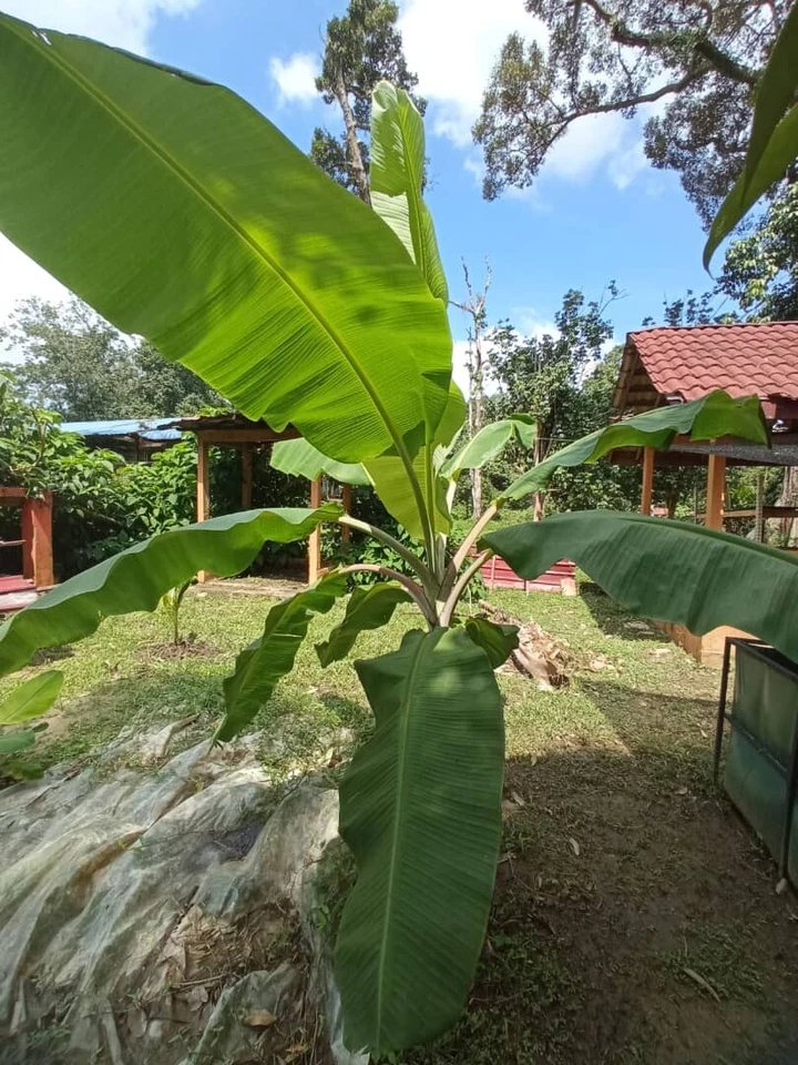 Banana Leaves (Gala Variety – Fresh) - Image 2 of 2