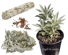 Grow own 100% California White Sage SEEDS Herb Plant Salvia