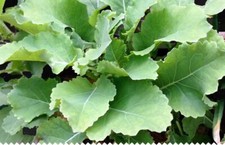 5 boutures bio de chou perpetuel Daubenton Brassica oleracea - légume perpétuel