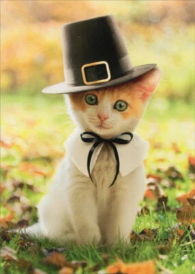 Pilgrim Cat - Kitten Thanksgiving Card - Greeting Card by Avanti Press