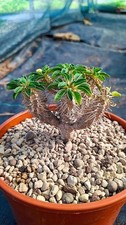 Euphorbia guillauminiana succulente cactus piante grasse caudex