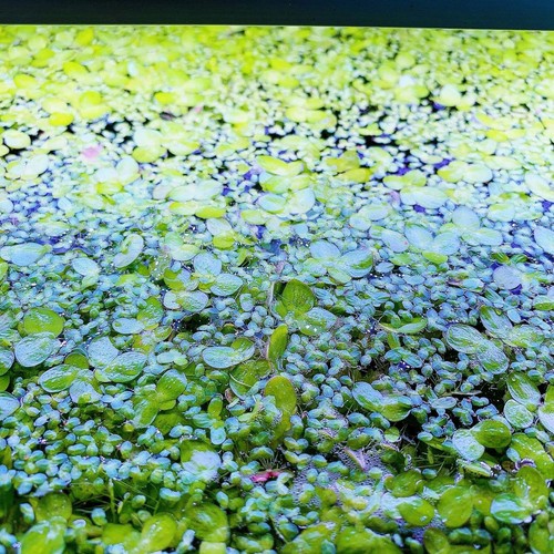 500+ Giant & Regular Duckweed Mix Live Aquarium Plant Buy 2 Get 2 Free - Picture 3 of 5