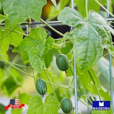 Cucamelon Seeds - Mexican Sour Gherkin Heirloom Non-GMO Vegetable