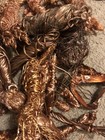 8 Lbs Shiny Bare Bright Clean Copper 1 & 2 Wire Hand Stripped Craft Scrap — photo 3