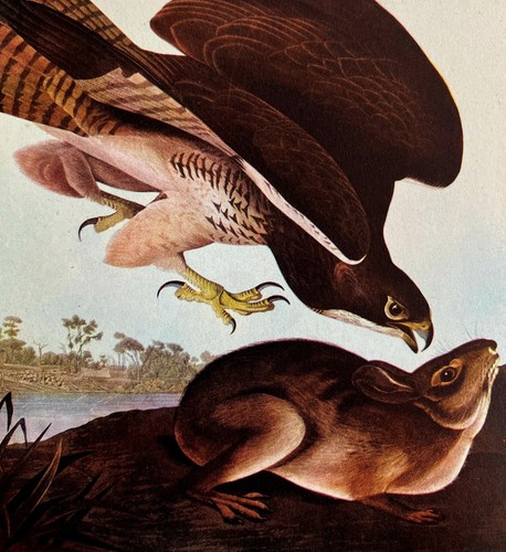 Swainson's Hawk With Prey Bird Print 1946 Color Art John James Audubon DWV2E