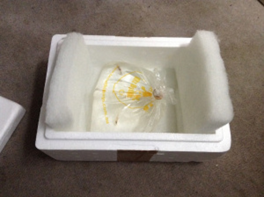 Kitz Breathing Bags (15cm x 25cm) Kordon breathing substitute for