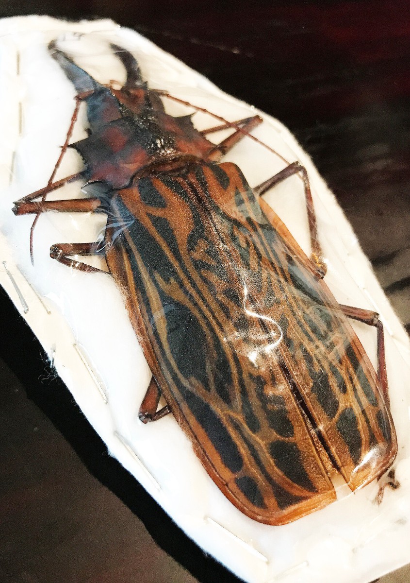 Macrodontia cervicornis Insane HUGE Beetle Peru MALE +140mm