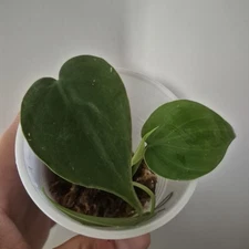 Heart Leaf Philodendron - rooted tropical Indoors live plant 2.5 Inch Cup