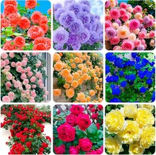 300 mixed Climbing Rose Rosa Seeds for Planting Outdoors -heirloom Garden Vine H