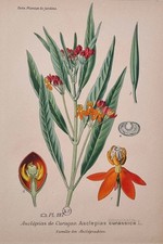 Placa de Ciencias Naturales Impresión Botánica "Asclepias de Curazao"