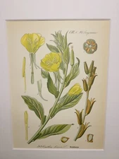 OENOTHERA LIENNIS 1886 ANTIQUE CHROMOLITHOGRAPH ILLUSTRATION BOTANICAL FLOWERS