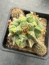 Aztekium cactus Succulent Plant home Garden b...