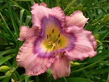 Daylily - FOLLOW EVERY RAINBOW - (Selman 2024)