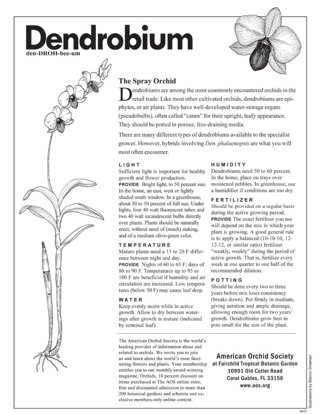 Dendrobium loddigesii Species Orchid Plant in 3.5" Pot eBay