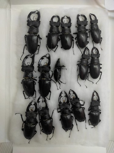 Lucanus cervus Russia S Ural Bashiria - 120 USD per 15 pezzi - Foto 2 di 3