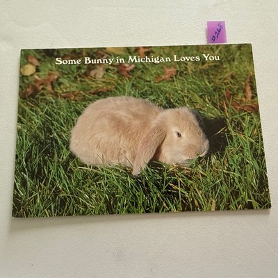 Some Bunny In MI Loves You Postcard # 268