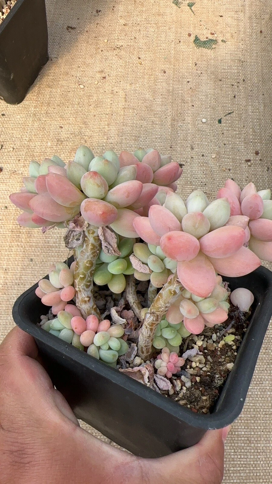 Picture 2 of 2