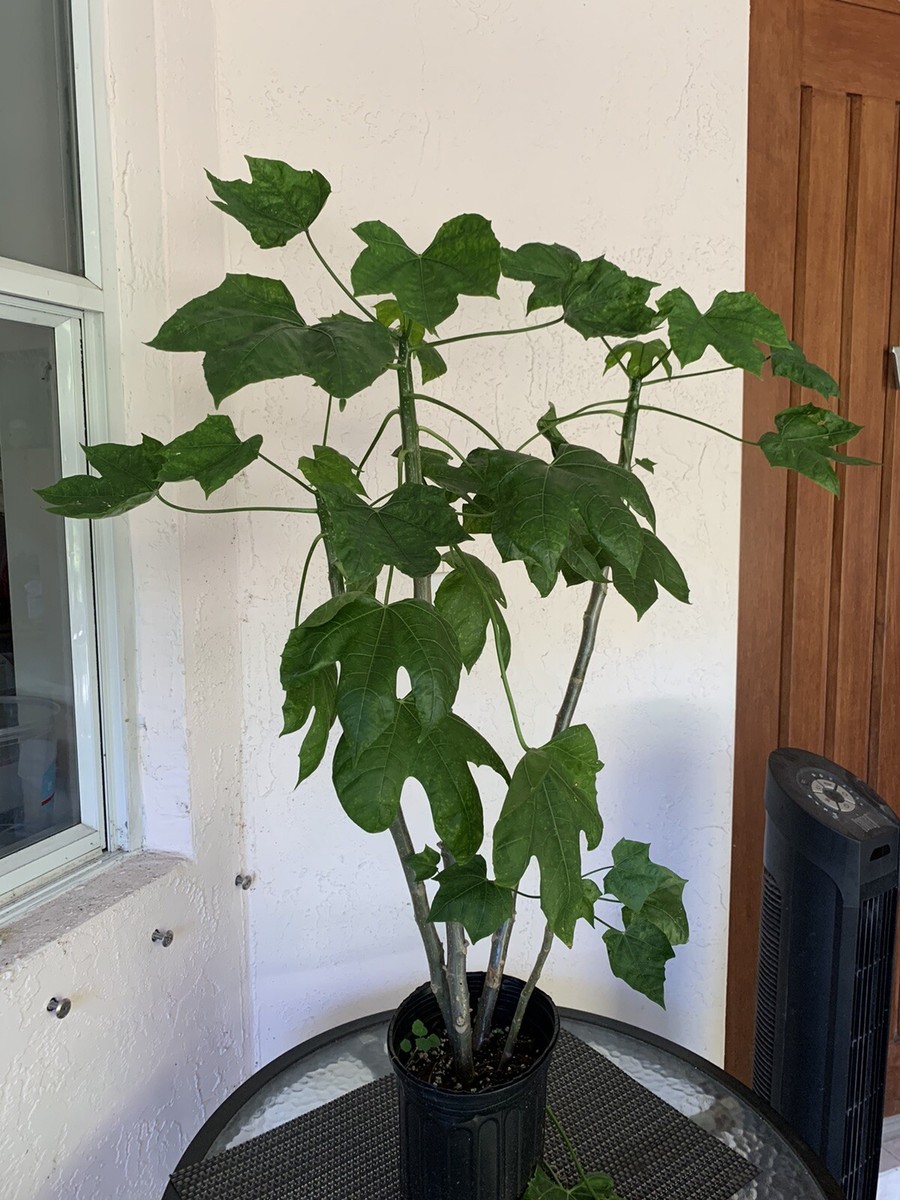 VERY HEALTHY Organic Chaya Plant, Miracle Spinach Tree, Superfood