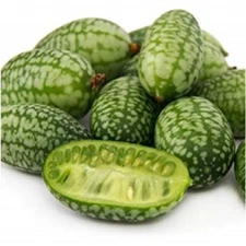 25+ Melothria Scabra / Mouse Melon / Cucamelaon /  Seeds / DELICIOUS