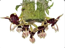 Stanhopea Azuay Large Fragrant Flowers Red Yellow Spotted Orchid Hybrid 4” Pot