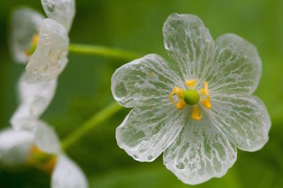 Mystical Skeleton Flower Seeds Transparent Flowers in Rain Diphylleia Grayi  Seed | eBay