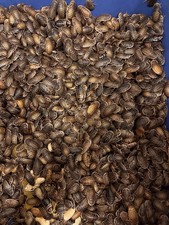 200  Large Dubia Roaches Over 1  Reptile Feeders.Free Shipping