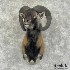 #31176 P | Corsican Ram Taxidermy Shoulder Mount For Sale