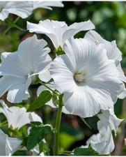 Lavatera Marshmallow perennial shrub plant 1 x 2 litre pot 