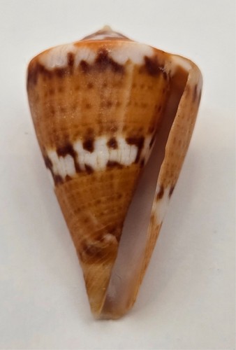 Conus (Rhizoconus) Capitaneus - 30.74 mm - Great Color & Pattern - Picture 2 of 11