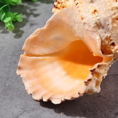 Natural Rubeta Conch Shell Sea Snail Gift Home Fish Tank Ornament 22-23cm - Picture 4 of 11