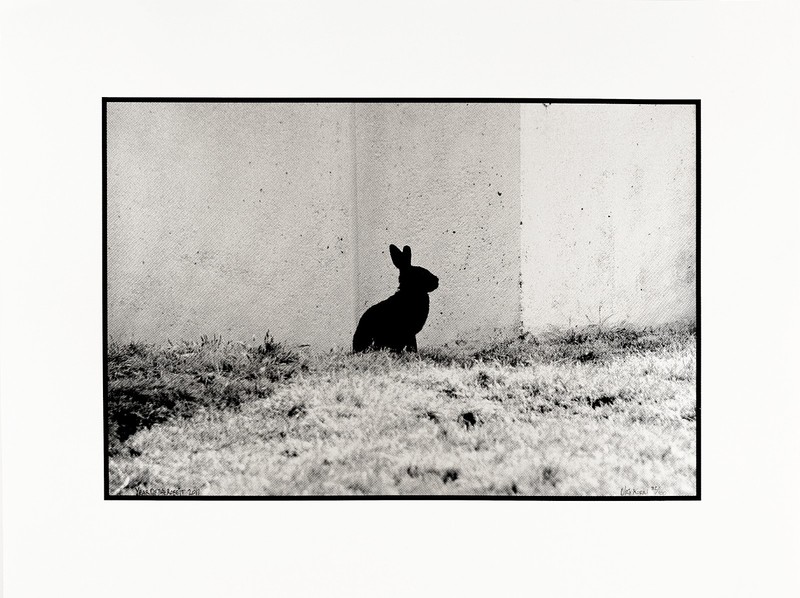 Uri Korn Vintage 2011 Year Of The Rabbit Photo-Silkscreen 17x22 Signed Stamped