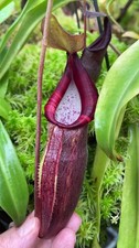 Nepenthes bongso – best selected clone: BE-3036 MEDIUM - pitcher plant