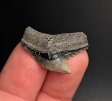 Gorgeous Tiger Shark Tooth Central Florida Quality Fossil