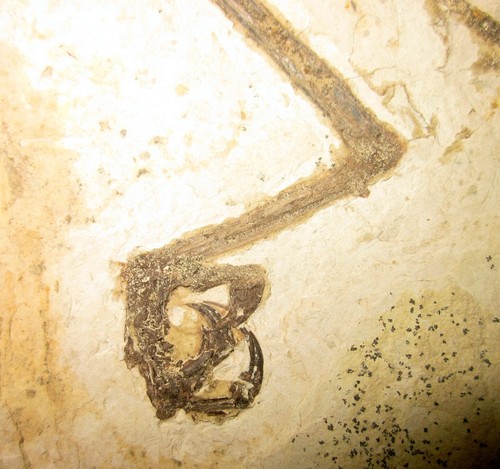 Mesozoic Cretaceous Period Jehol Biota Enantiornis BirdLeg Confuciusornis Fossil - Picture 11 of 19