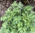 Japanese Mugwort Yomogi Seeds, Kui Hao, Artemisia Princeps, Medicinal Herb Seeds