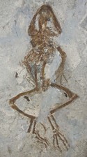 Mioz&auml;n  Artikulierter Frosch  Anura  Froschlurch  Gracanica  Bosnien   ARB-7
