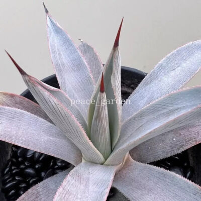 RareSucculent Agave  Plant Agave Pluto Agavaceae Home Garden Beautiful