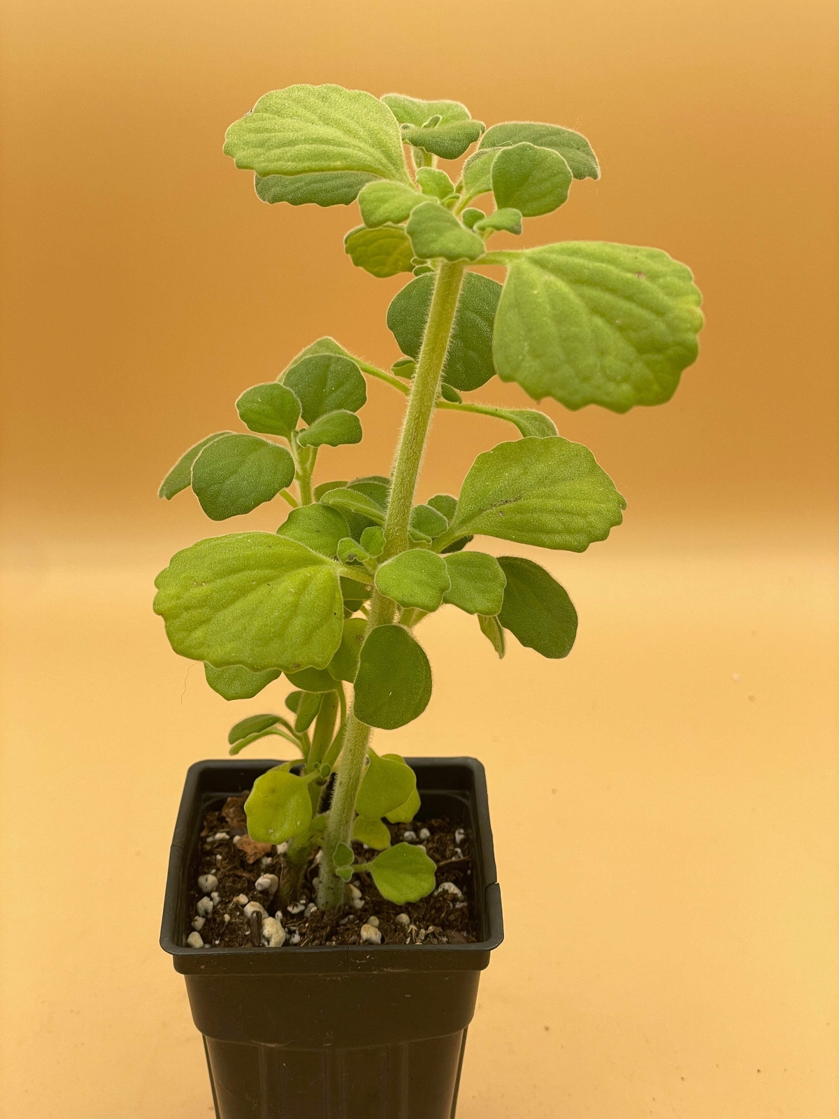 Vicks Plant Starter Plant - Plectranthus Hadiensis var. Tomentosa