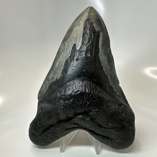 Megalodon Shark Tooth 6.07 Inch - Giant - Authentic Fossil - Real Teeth 20730
