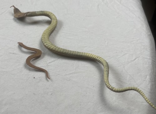 2 Snakes Cobra Figure Lifelike Educational Solid Plastic Reptiles Kids - Picture 2 of 2