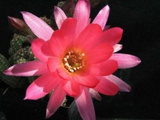 Kaktusy: Chamaecereus Hybr. Tęcza, 22 cm, korzenie własne