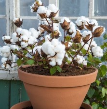 Baumwolle exotische duftende Pflanzen für die Wohnung drinnen Zimmerpflanze /